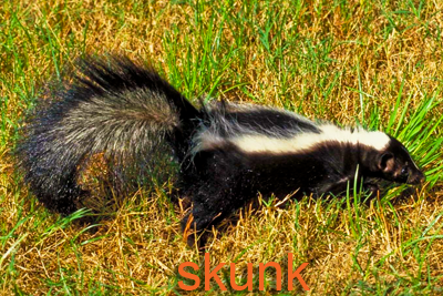 Skunk