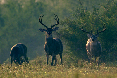 White-tailed deer