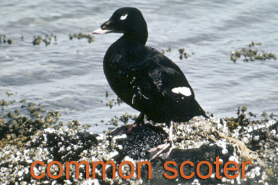 Common Scoter