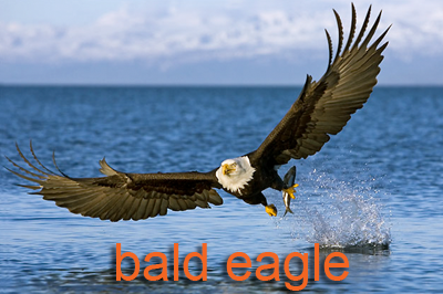 Bald Eagle