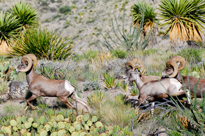 Bighorn rams and ewe running