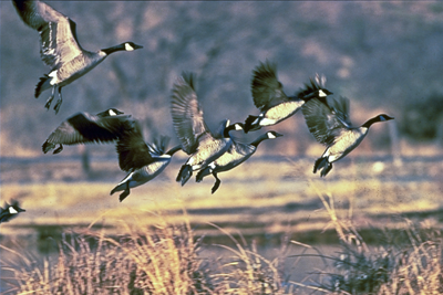 Closer look at flying geese