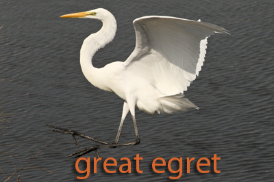 Great Egret