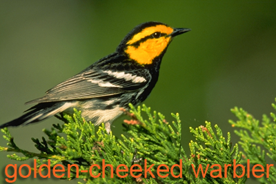 Golden-cheeked Warbler