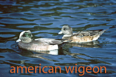 American wigeon