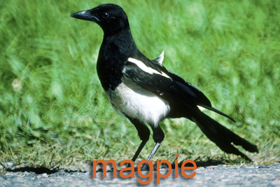 Magpie