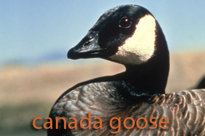 Canada Goose