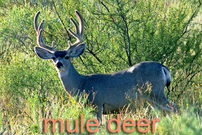 Mule deer in velvet