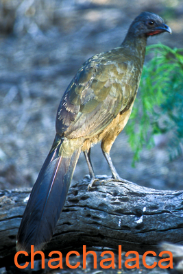 Chachalaca