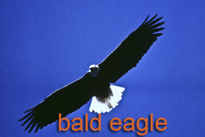 Bald Eagle flying