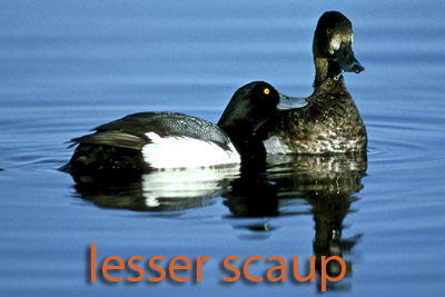 Lesser scaup