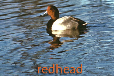 Redhead duck