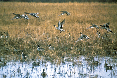 Mallard ducks