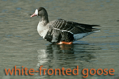 White-fronted Goose