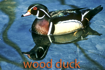 Wood duck