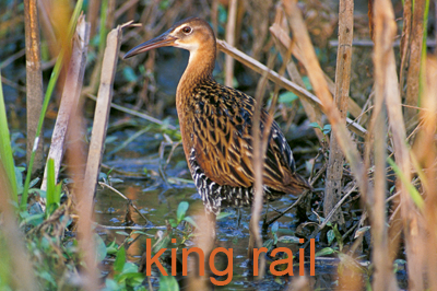 King Rail
