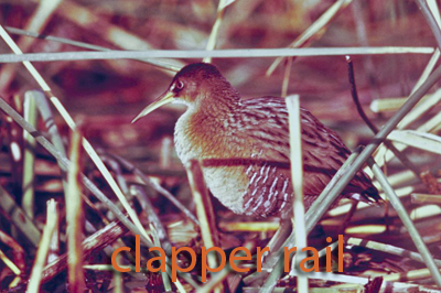 Clapper Rail