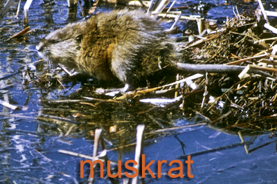 Muskrat