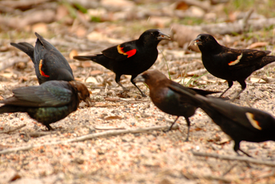 Blackbirds