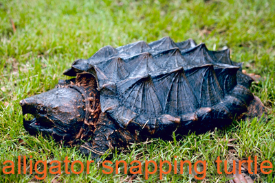 Alligator Snapping Turtle