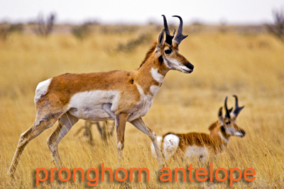 Pronghorn pair near Marfa