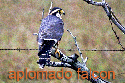 Aplomado Falcon