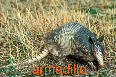 Armadillo