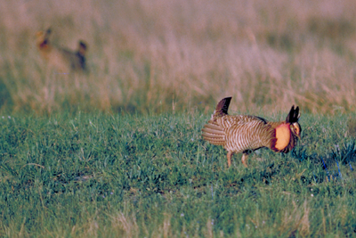 Attwater's prairie chicken