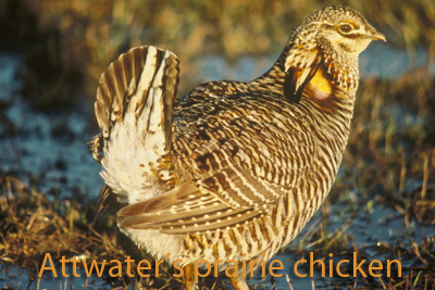 Attwater's prairier chicken