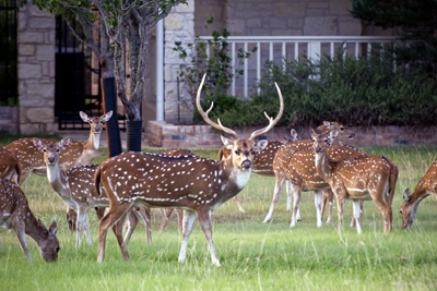 flock of axis deer