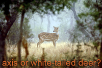 axis or white-tailed deer?