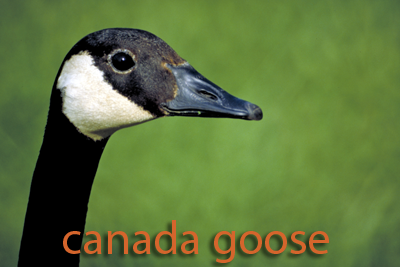 lose up of Canada Goose head