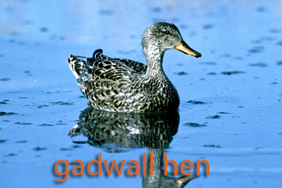 Gadwall hen