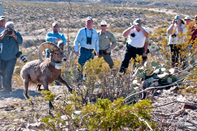 Releasing Desert Bighorn sheep