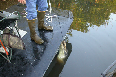 pulling alligator to the boat