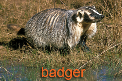 Badger