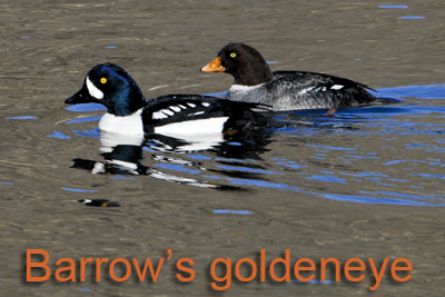 Barrow's Goldeneye pair