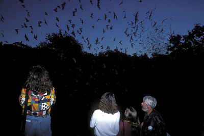 Watching a bat emergence