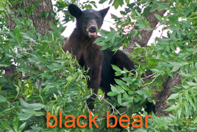 Black Bear