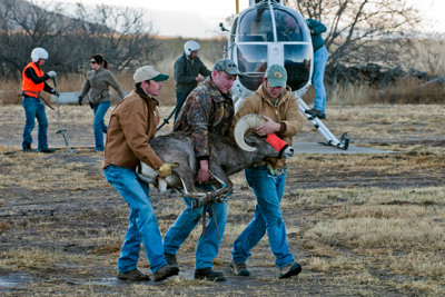 TPWD staff capture Bighorn sheep for release