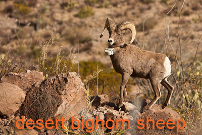 Desert bighorn sheep with transmitter collar