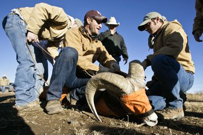 preparing bighorn sheep for helicopter ride