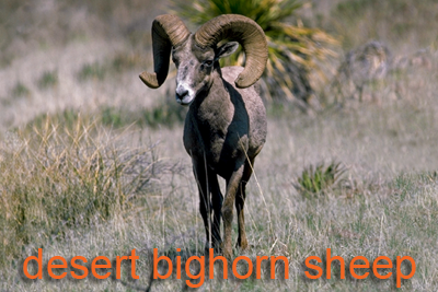 Desrt bighorn sheep