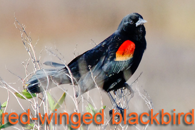 Redwinged Blackbird