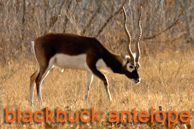 Black Buck