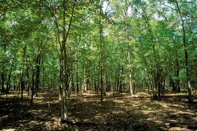 wooded area of Blackland Prairie