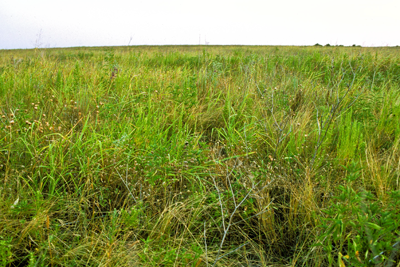 Prairie grasses