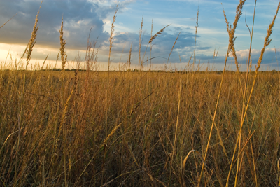 Blackland Prairie