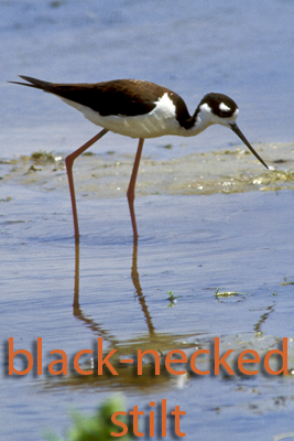 Black-necked Stilt