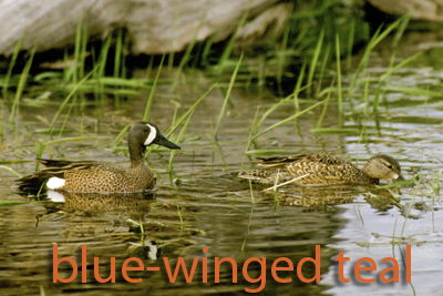 Blue-winged teal